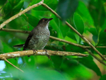 Scaly-breasted Thrasher portfolio