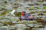 Little Grebe