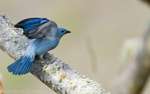 Blue-Gray Tanager