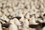 Black-browed Albatross standing above colony, Falklands