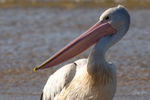 Pelican Portrait 3