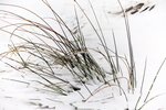 GRASSES