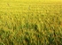 New barley II