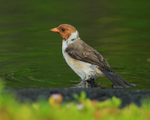 Yellow-billed Cardinal portfolio