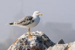 Yellow-legged Gull (adult), Gibraltar