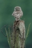 A Little Owl Cover