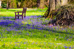 bluebell Hyacinthhoides non-scripta-4060