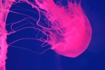 Pink Jelly