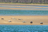 Common Seals