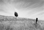 Red Cedar, McAlevys Fort, Pennsylvania 1976