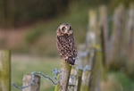 January to February 2013 - Short-eared Owl