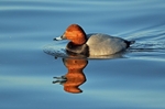 Common Pochard