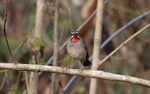 Siberian Ruby Throat