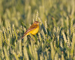 Yellow Wagtail -  Motacilla flava