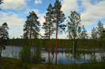 Wild Brown Bear Centre, near Vartius, Kainuu, Finland