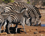 Burchells Zebras at waterhole