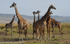 Giraffes.