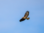 Common Buzzard