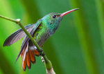 IMG_5205 Rufous Tailed Hummingbird, Costa Rica