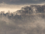 Trees In Mist