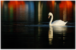 Water Colour Swan 