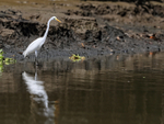 Great Egret reflection...