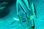 Batfish