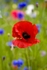 Poppy 68