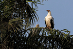 Palm Nut Vulture