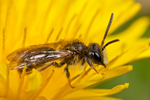 Andrena chrysosceles (m)