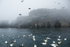 Gannet Cliffs 4
