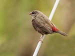 Red Avadavat