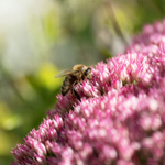 23rd Sept Bee on Sedum...