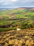 Rombalds Sheep