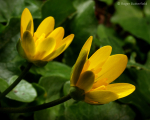 Lesser Celandine