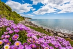 z4300 Summer Flowers, Ventnor Beach