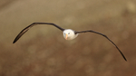 Flying Black-browed Albatross from front, Steeple Jason