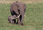 Masai Mara Elephants 13