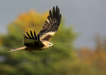 Red Kite
