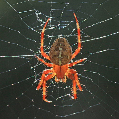Cross Orbweaver