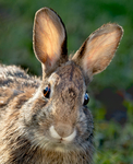 Eastern Cottontail