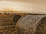 Bales at Dawn