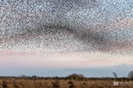 Starling Murmurations, Avalon Marshes_GS1101