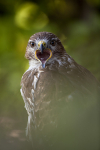COMMON BUZZARD