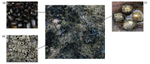 IDA007: Mussels, Barnacles & Limpets