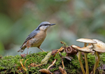 Nuthatch - Sitta europaea