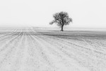 _MG_5986