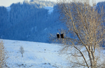 Gros Ventre River Watch