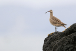 Whimbrel looks out from rock, Chile
