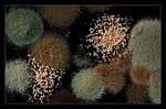 Spores